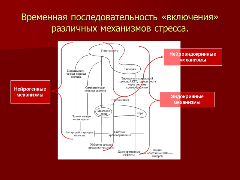 Временная последовательность «включения» различных механизмов стресса. Нейрогенные механизмы Эндокринные механизмы Нейроэндокринные механизмы